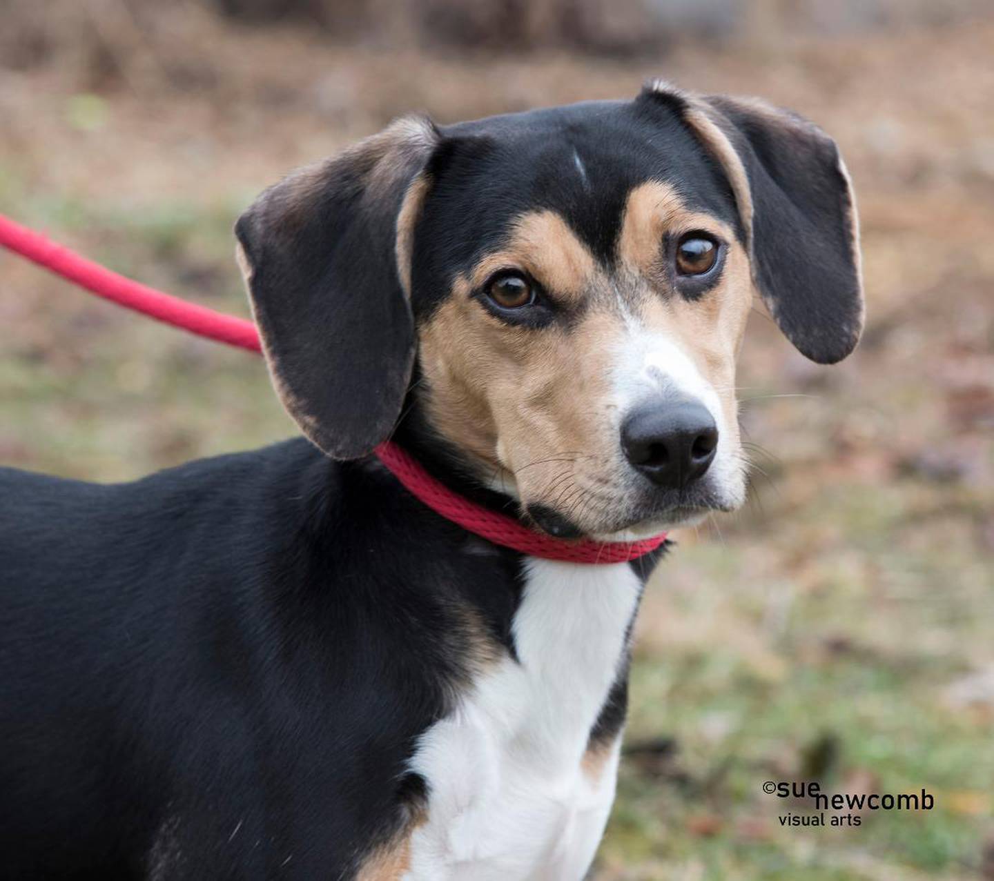 Todd is a beagle mix with a hound’s howl. He loves playing with shelter staff. He needs a home without other dogs and with someone who understands hounds. Contact the Will County Humane Society at willcountyhumane.com and follow the instructions for the adoption process.