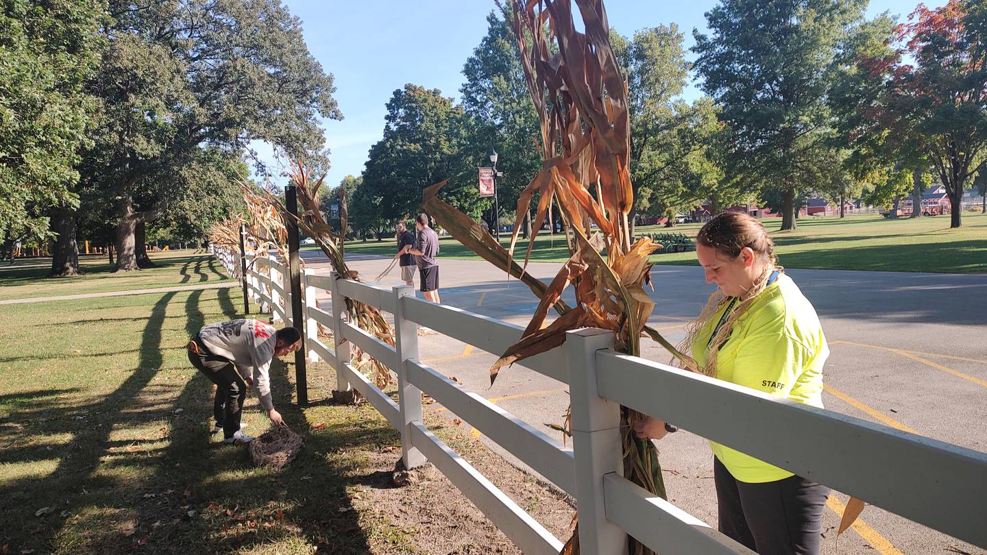 Bourbonnais Township Park District employee Kate Bukowski secures cornstalks to a fence post Wednesday, Sept. 17, 2025