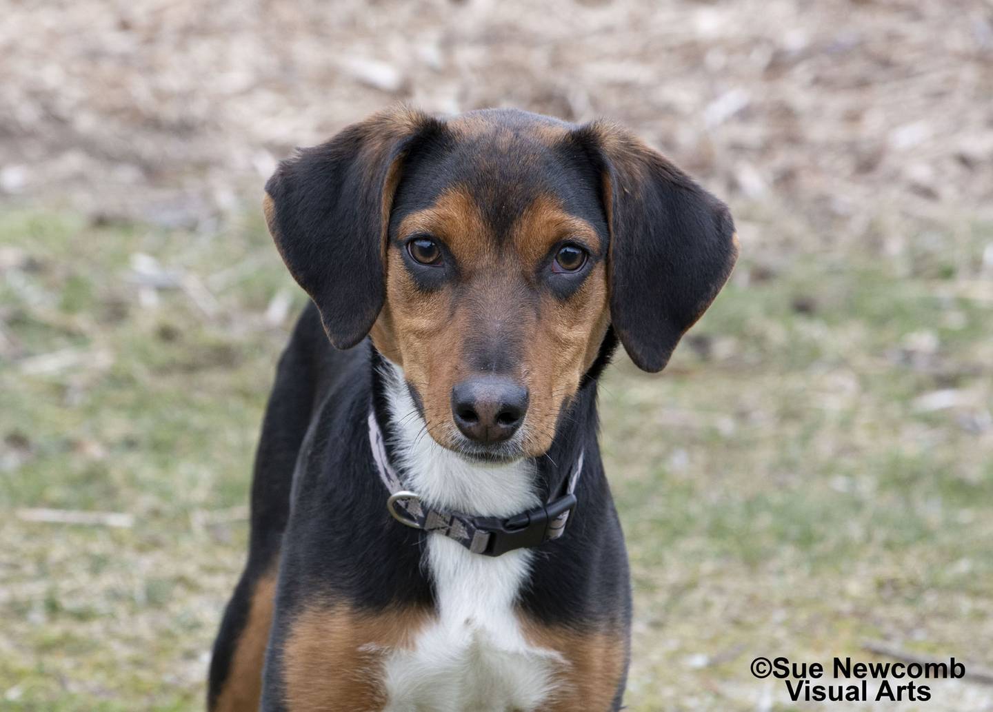 Pluto is a goofy hound mix puppy who came to the humane society from local animal control. He is outgoing, playful and full of energy. Pluto needs a family that can keep up with him and help him learn to be his best. Contact the Will County Humane Society at willcountyhumane.com and follow the instructions for the adoption process.