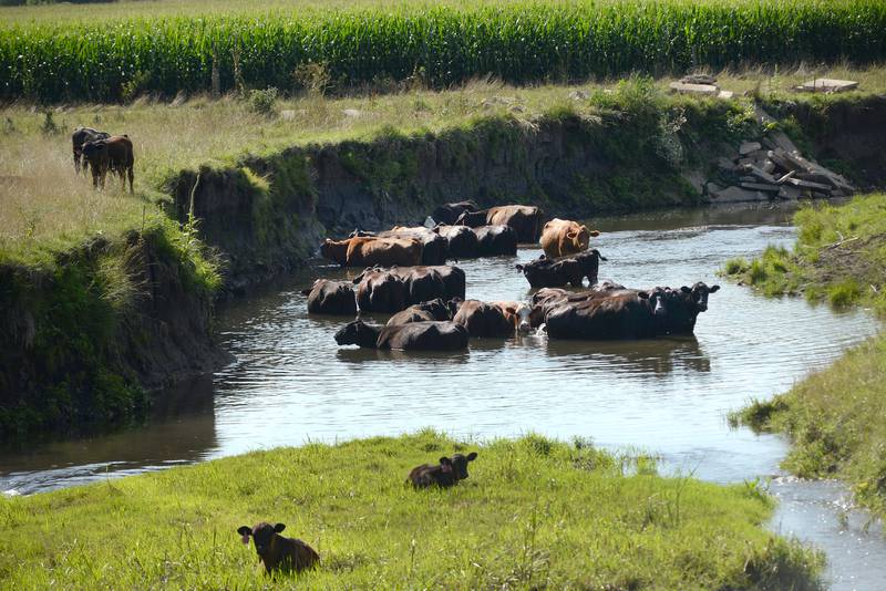 Cattle cool off in Pine Creek between Polo and Mt. Morris on Monday, July 28, 2025.