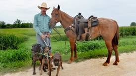 Morrison cattle catcher helps Maple Park family’s lost calves return home