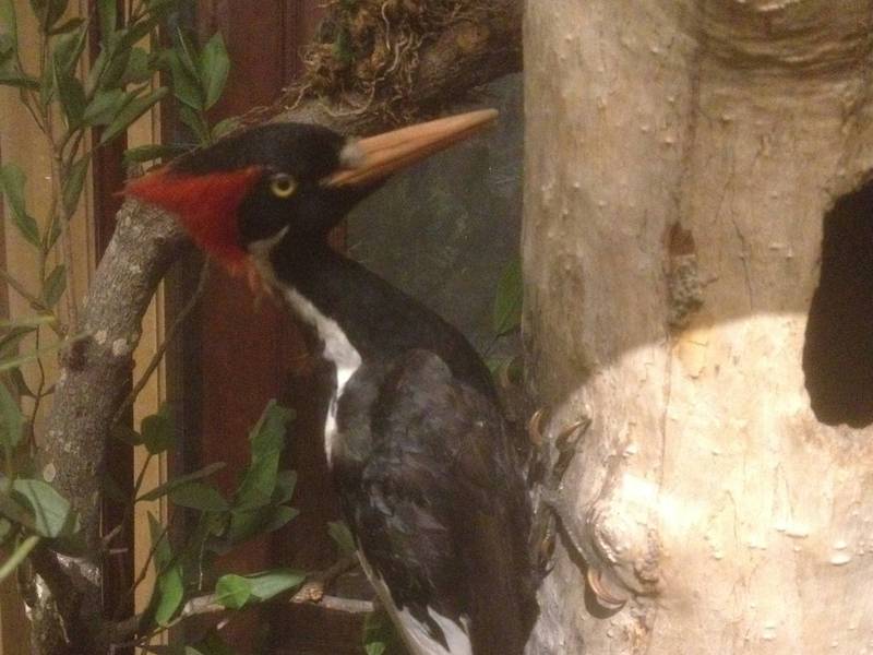 Although the last undisputed sighting dates to 1944, some experts still question whether the ivory-billed woodpecker, shown here as a taxidermy mount, should be declared extinct.