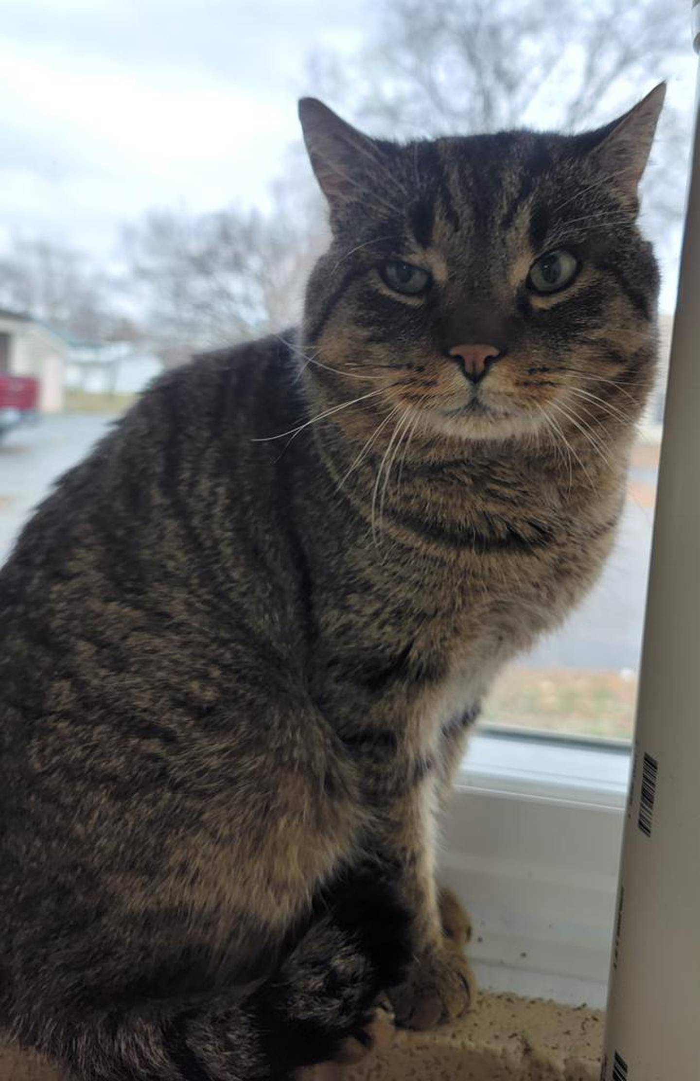 Bronx is a domestic shorthair who came to the shelter as a stray. He loves human attention and gets along with other cats but prefers to keep to himself. Bronx tested positive for FIV (feline immunodeficiency virus), so he needs a family to keep him healthy and happy. Contact the Will County Humane Society at willcountyhumane.com and follow the instructions for the adoption process.