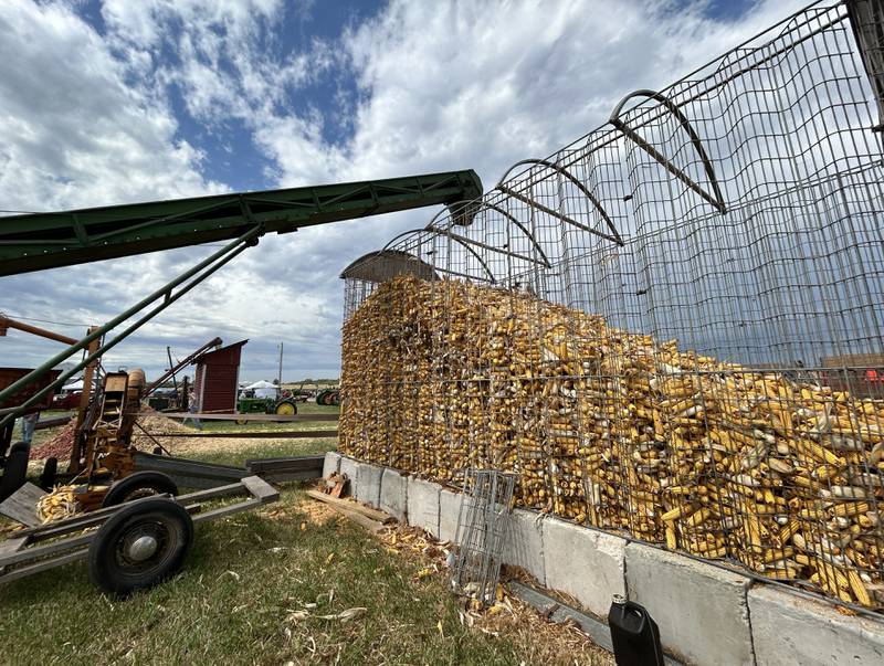 Ears of corn travel up an auger into a corn crib before being moved to a sheller at the Bos Bros. Historical Farm Old Fashioned Fall Harvest on Saturday, Sept. 21, 2024. Working displays of antique ag equipment and hands-on demonstrations of past agricultural chores were highlighted at the event. Corn was picked from a field with vintage machinery and then shelled and ground into cornmeal to make cornbread.