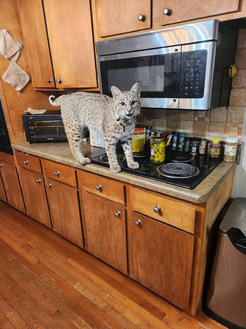 Vesta went missing Tuesday Feb. 7 at night, while she was playing with Reggie, a two-year-old raccoon.