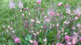 Down the Garden Path: Discover three native groundcovers for dry spaces
