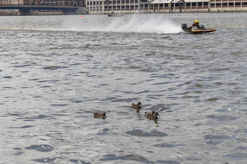 A family of ducks leisurely makes its way in the Rock River on Saturday, July 12, 2025, as a racer speeds by. Organizers have heard from residents that the races might be bothering local wildlife, but ducks and a gaggle of geese seemed unfazed.