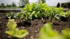 Down the Garden Path: How to prepare a vegetable garden bed
