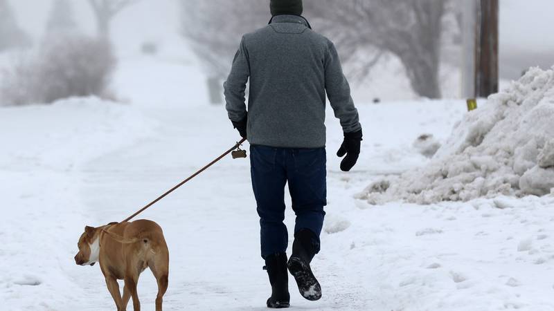Here’s how to keep your dog safe in winter weather