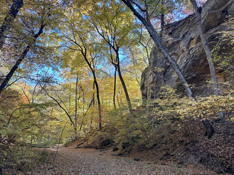 Trees begin to reach their peak near Council Overhang on Thursday, Oct. 24, 2024 at Starved Rock State Park.