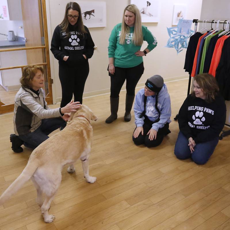 Local filmmaker Gail Gilbert introduces Scout to the staff of Helping Paws Animal Shelter during a visit on Wednesday, Jan. 15, 2025, to talk about her film "Puppy Love" that will be showing in Classic Cinema theaters in Fox Lake, Woodstock and Carpentersville. Scout is one of the dogs in the film.