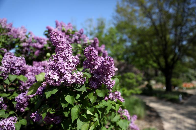 Lilac Time is currently underway through May 21. 2023 at Lilacia Park in Lombard.