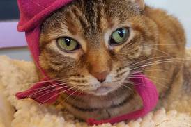 Talkative older cat enjoys attention,  playing with toys