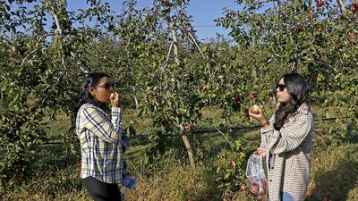 Apple-picking adventures: Your guide to must-visit orchards in northern Illinois 