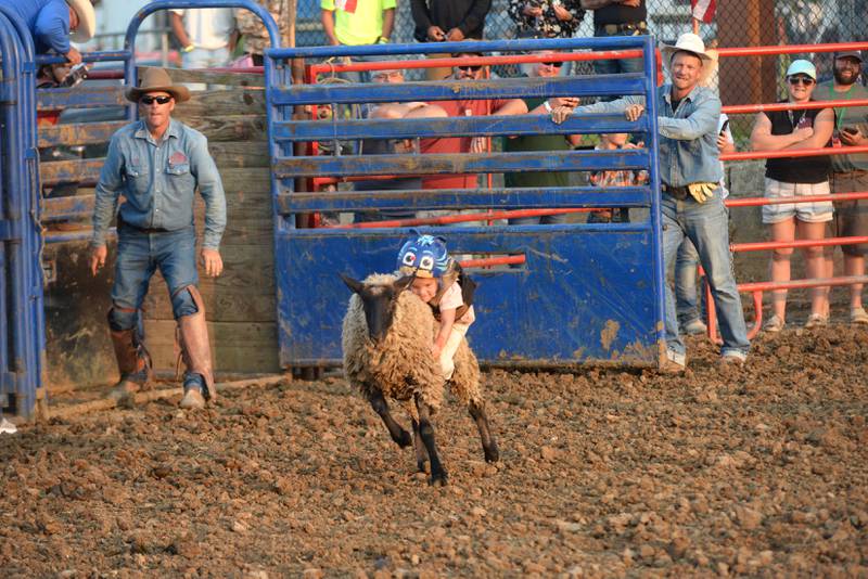 A kid hangs on to her sheep in the  "Mutton Busting" competition at the T & A Bucking Bulls Rodeo held during the Ogle County Fair on Friday, Aug. 1, 2025 in Oregon.