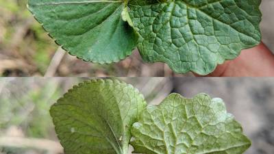 Down the Garden Path: New invasives in our yards