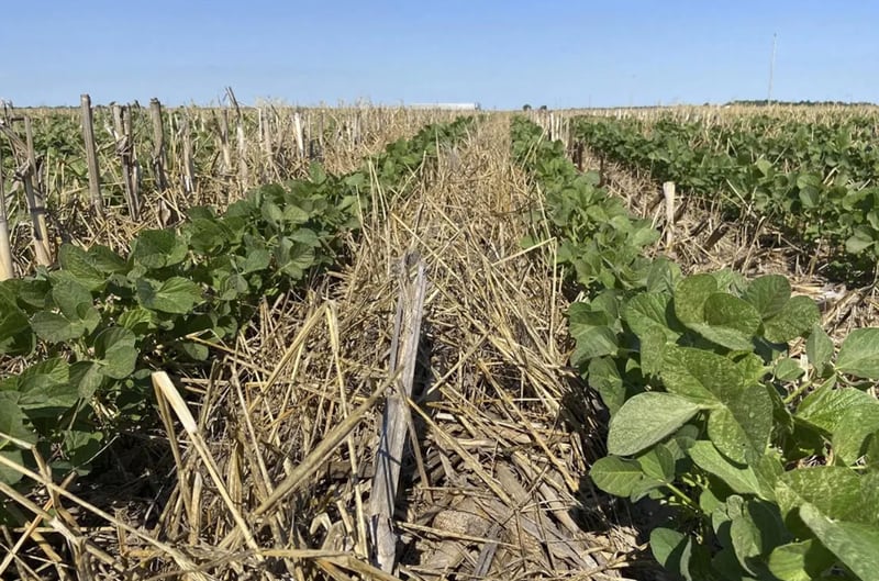 Soybeans planted in cereal rye cover crop.