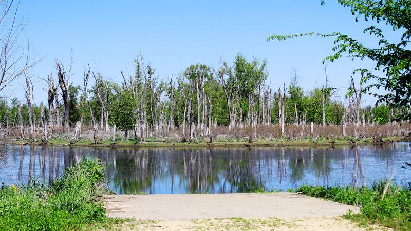 Cool sights and sounds in a Mississippi River pool