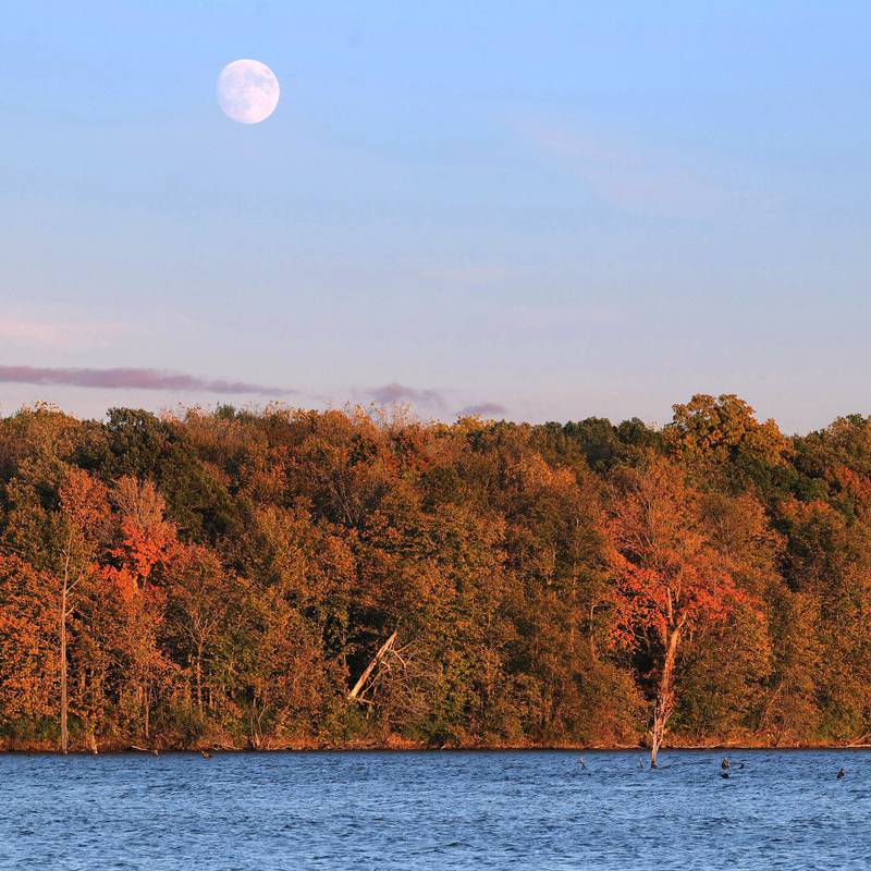 The moon rises over the trees along Shabbona Lake Tuesday, Oct. 22, 2024, at Shabbona Lake State Park.