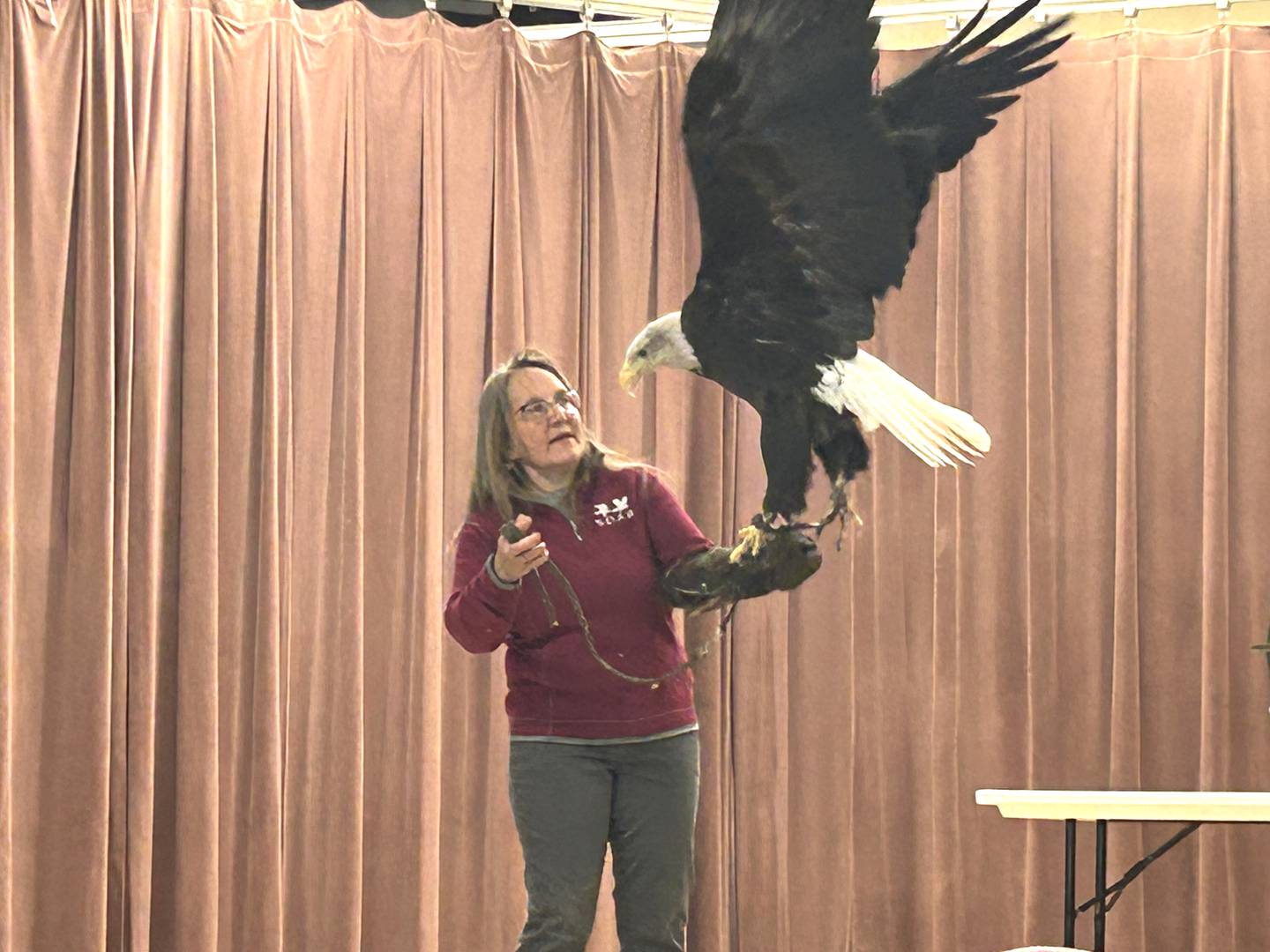 Thora, a mature bald eagle, spreads her wings during one of the presentations at Clinton Community College, in Clinton, Iowa during the 40th Annual Bald Eagle Watch on Saturday, Feb. 17, 2024.