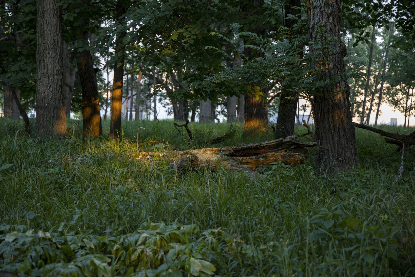 Joliet Junior College woodlands. 2025 story on grant chasing endangered Hine's emerald dragonfly and bats.