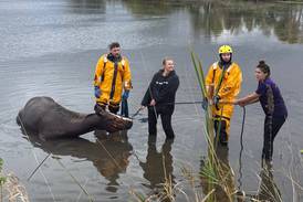 Horse stuck in muddy waters is rescued at McHenry barn