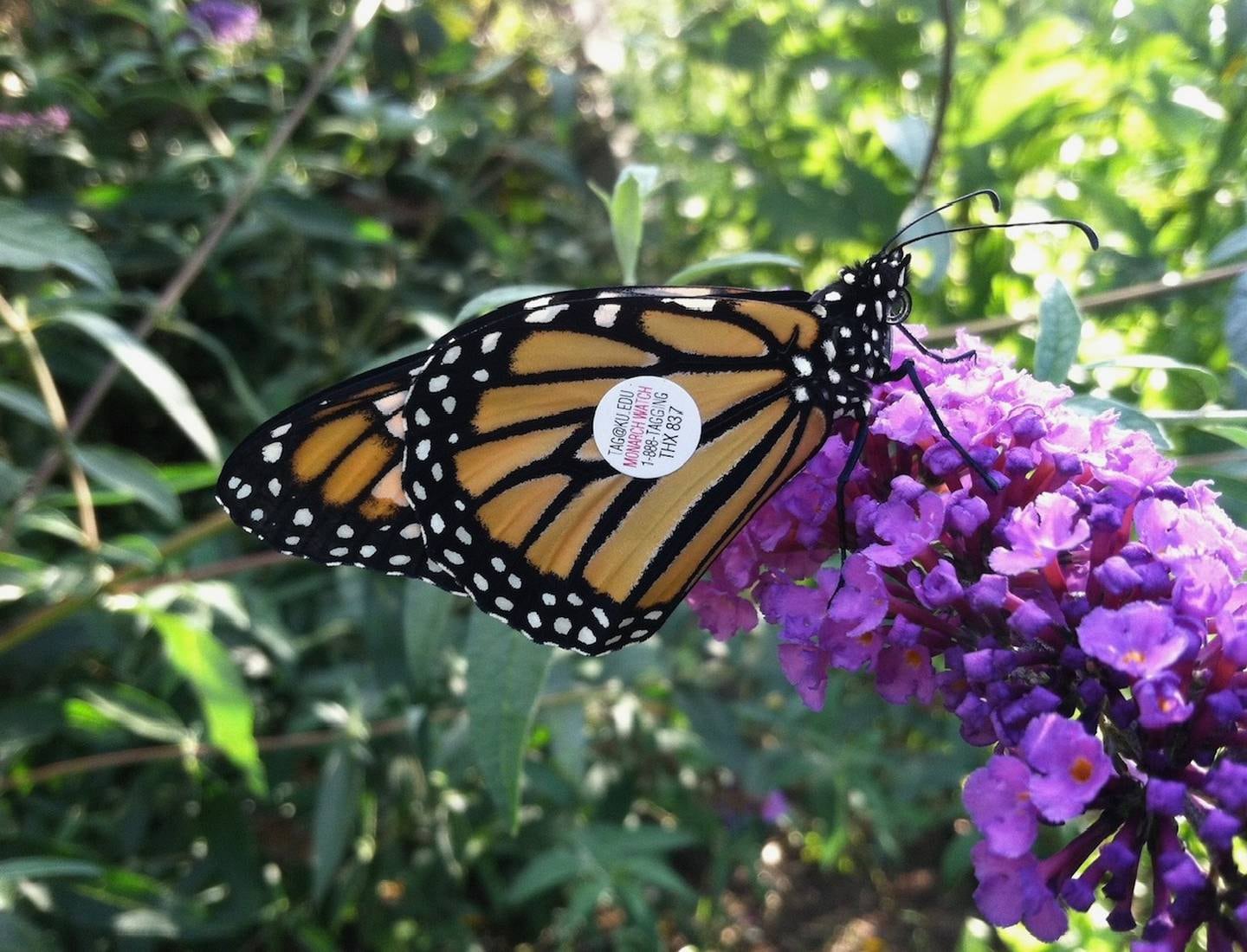 A monarch butterfly Janie Grillo tagged as it feeds on nectar from a butterfly bush before it begins its 1,700-mile migration to Mexico.
