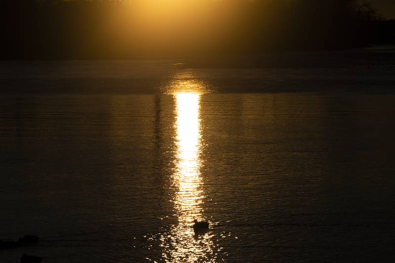 Waterfowl is seen Monday, Jan. 6, 2025, in the reflection of the late day sun over the Rock River in Dixon.