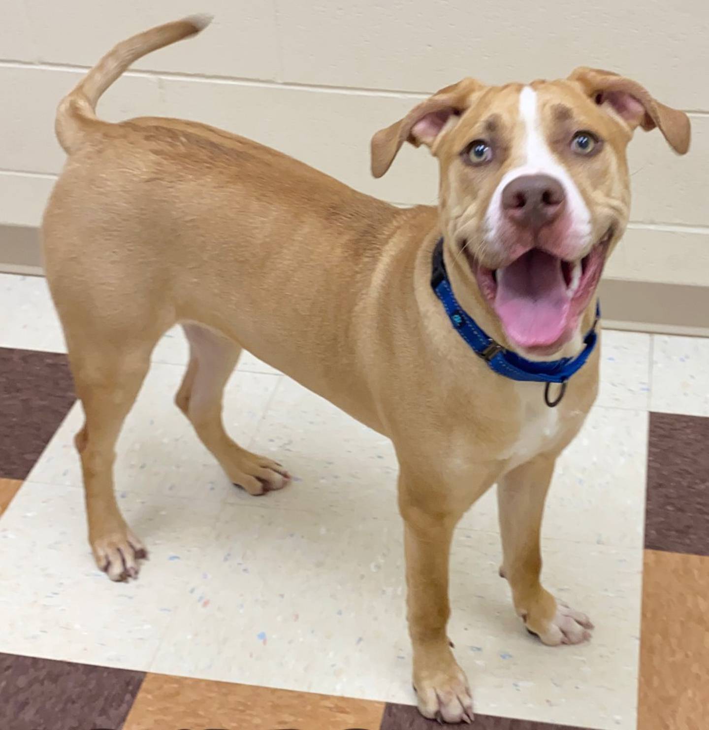 Bourbon is a big, goofy 10 month old pittie. Bourbon enjoys back scratches and will lean into people for more. He does well with other dogs and cats and would love to have company at home. To meet Bourbon, call Joliet Township Animal Control at 815-725-0333.