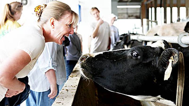 Shabbona resident Cindi Cinnamon interacts with one of the dairy cows Tuesday at the Buchholz Dairy Farm in Malta.Cinnamon is taking part in the 2010 Summer Agriculture Institute.