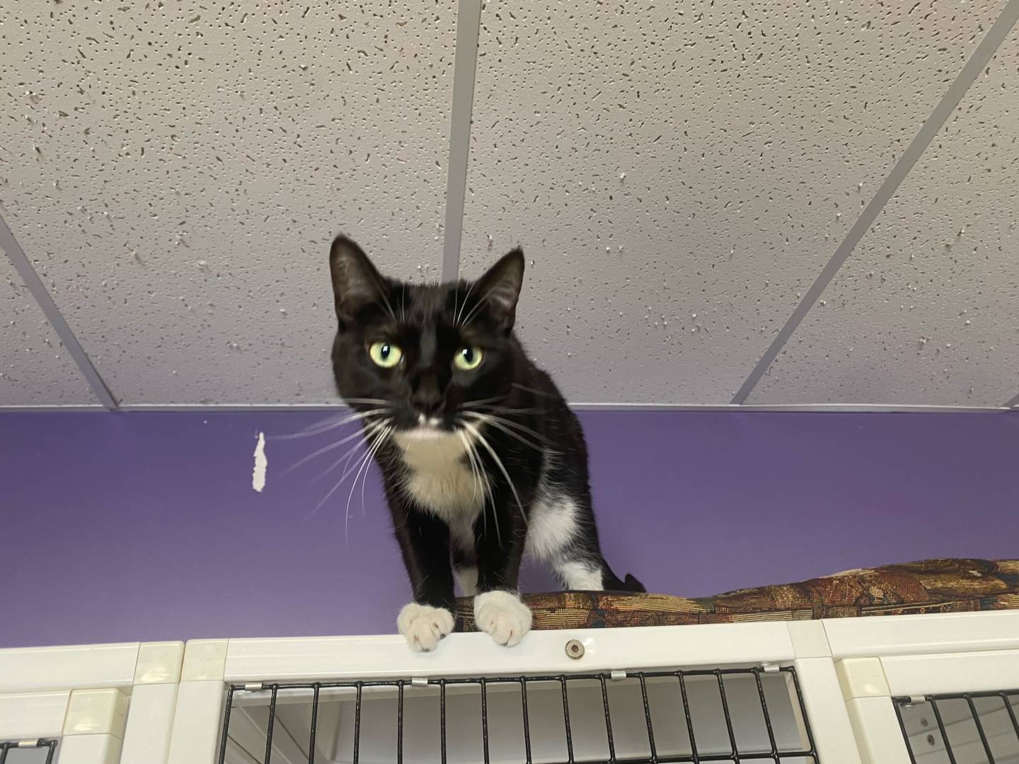 Mazie is a 3-year-old black and white tuxedo. She is affectionate and sweet. Mazie loves playing with her toys and does well around other cats. For information on Mazie, including adoption fees please visit justanimals.org or call 815-448-2510.