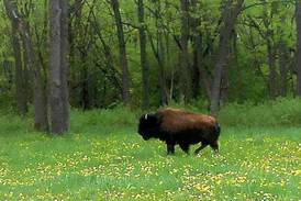 After months on the loose, Tyson the bison safely captured