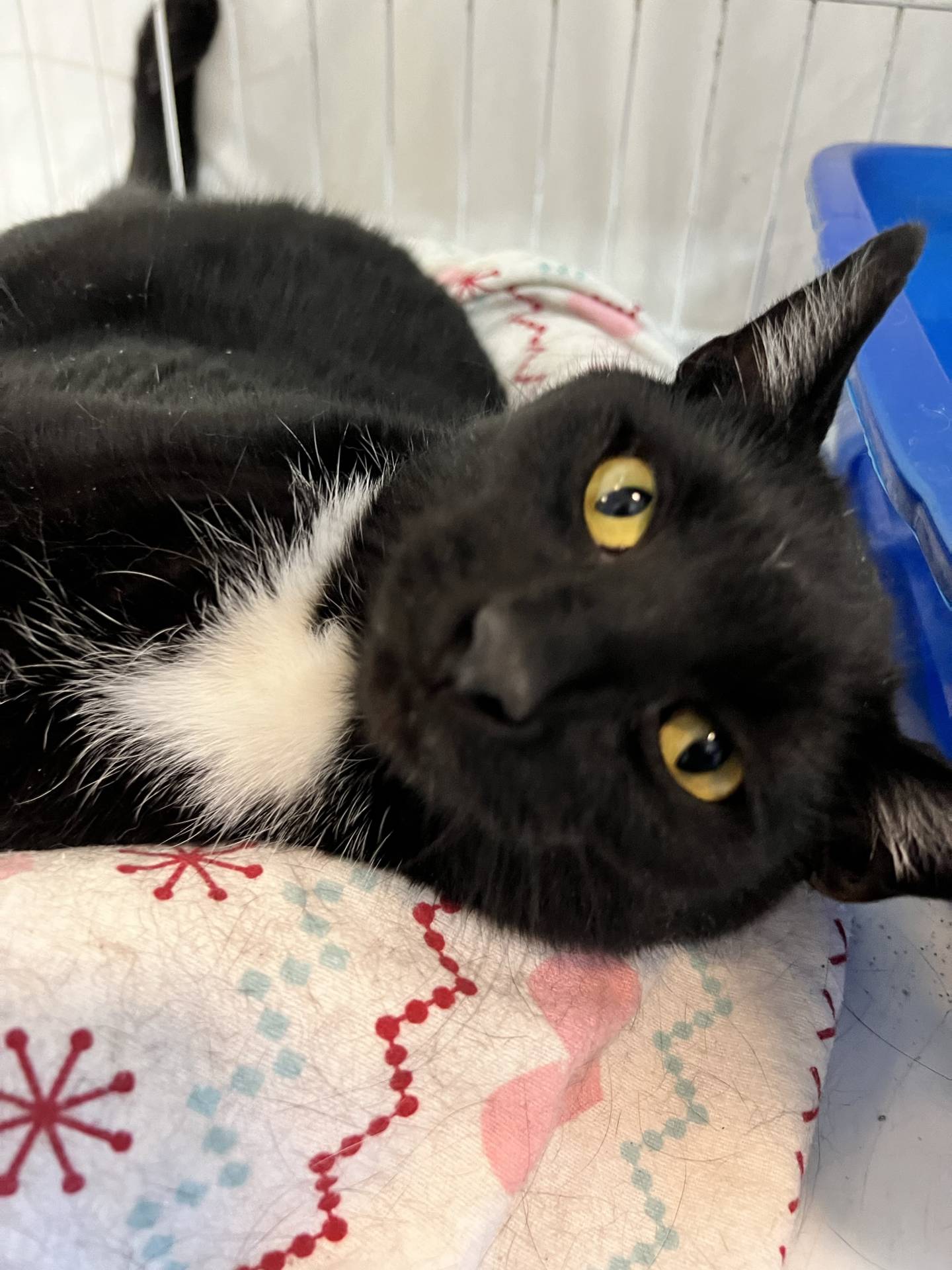 Tobias is a 2-year-old domestic shorthair that was rescued from a local animal control. He is gentle and friendly. He likes pets and attention and will greet visitors. He can be a little shy in new environments, but his adorable personality shows if he’s given a little time to adjust. To meet Tobias, email Catadoptions@nawsus.org. Visit nawsus.org.