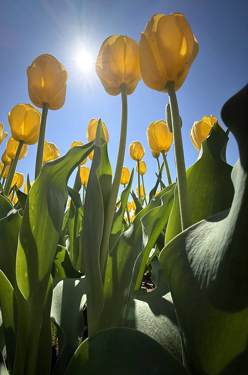 Tulips during the Earth Day opening of the  Richardson Farm Tulip Festival on Wednesday, April 22. More than 1 million vibrant flowers in over 75 varieties will be in bloom. About 350,000 new tulip bulbs were planted in the fall of 2025 in a butterfly pattern near a private lake on the property, said George Richardson. Hours are 10 a.m. to 6:30 p.m. The festival typically lasts for two to three weeks, depending on the blooms.