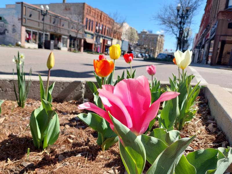 Spring flowers in bloom in downtown Ottawa