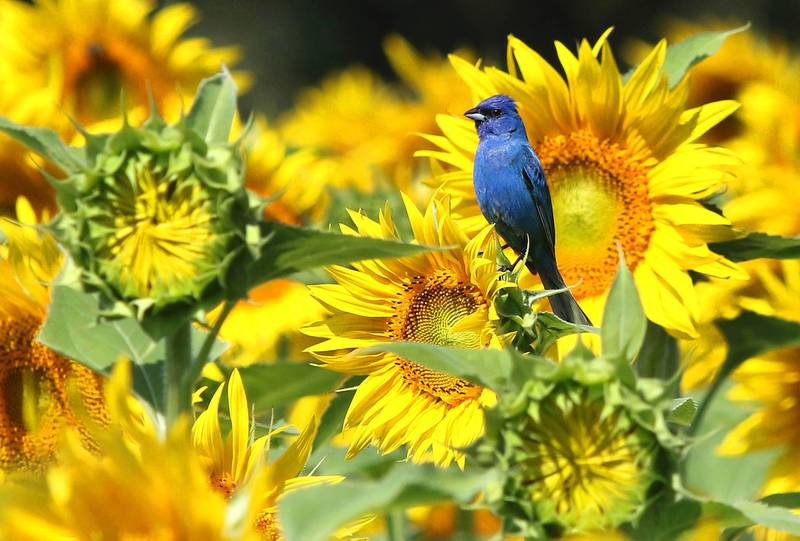 A male indigo bunting sings on top of a sunflower Friday, July 14, 2023, at Shabbona Lake State Recreation Area in Shabbona Township.