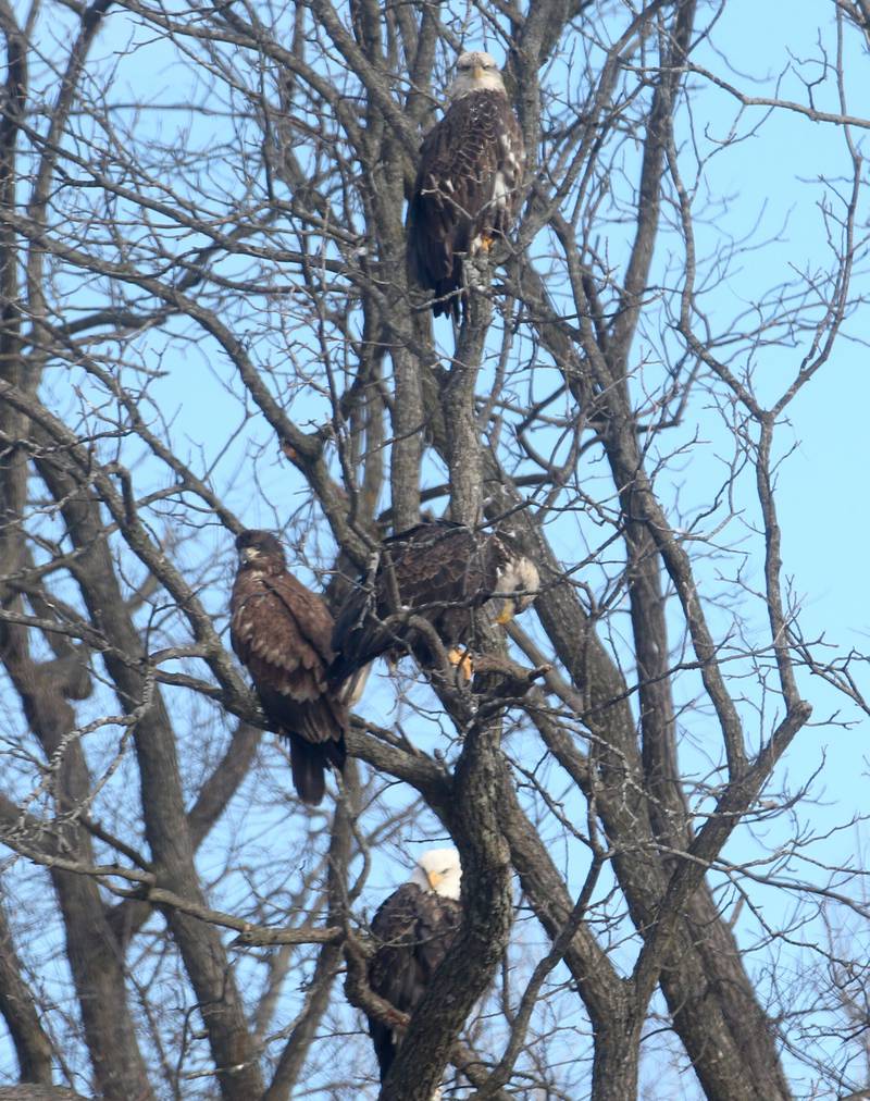 Bald eagles rest in a tree overlooking Lock 19 on theHennepin Canal on Wednesday, Jan. 15, 2025 near Wyanet. About a 300 foot stretch of the canal remains unfrozen in that area allowing the eagles to have a healthy habitat.