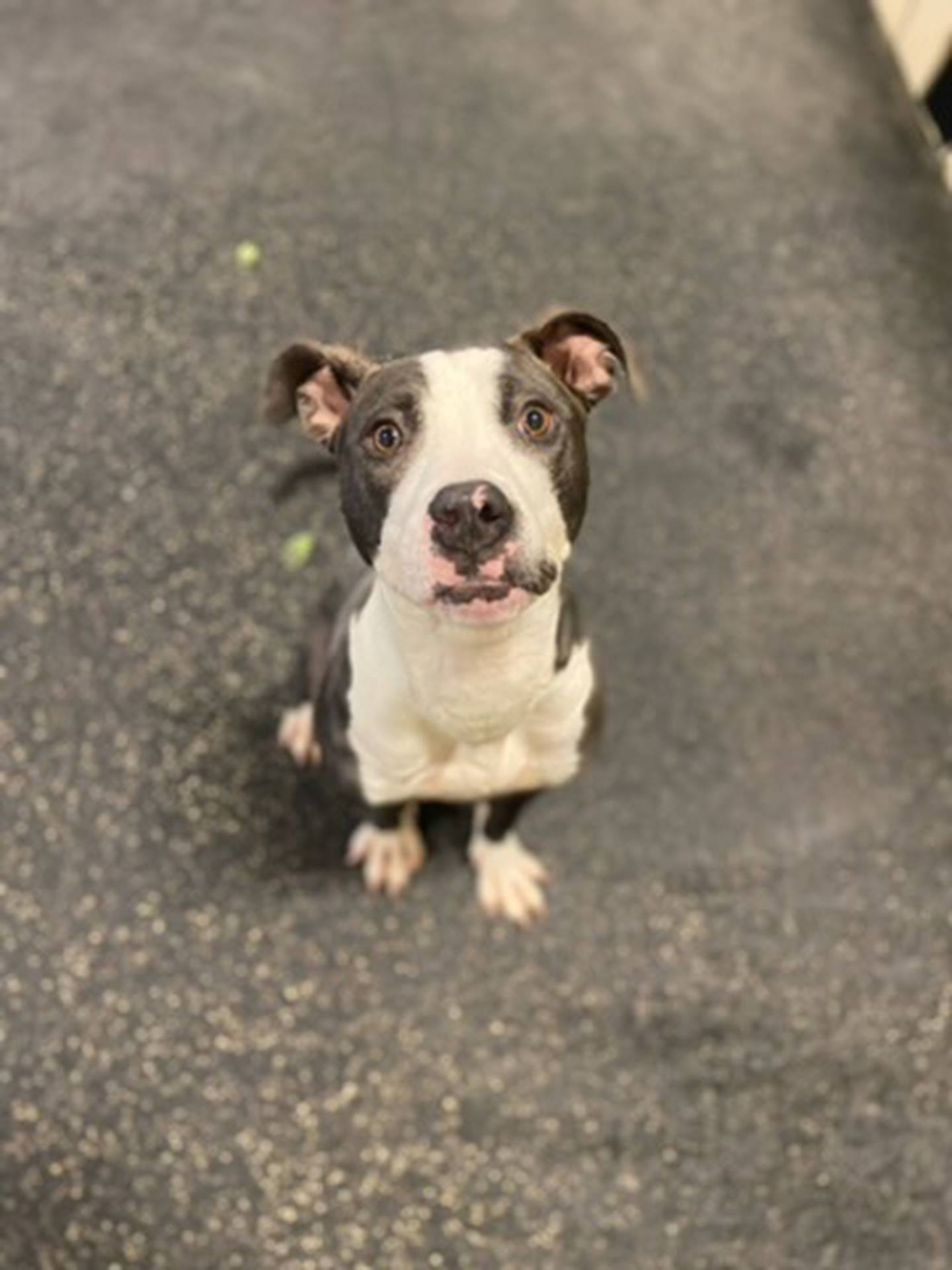 Daffodil is a 1-year-old brindle and white terries mix . She is sweet and outgoing, full of energy and love. She needs training as she is young and still learning her manners. She loves going for walks, playing with toys and running in a yard. She is still learning to how to socialize with other dogs and would need a slow introduction.  She does not like cats. To meet Daffodil, email Victoria at victoria@nawsus.org. Visit nawsus.org.