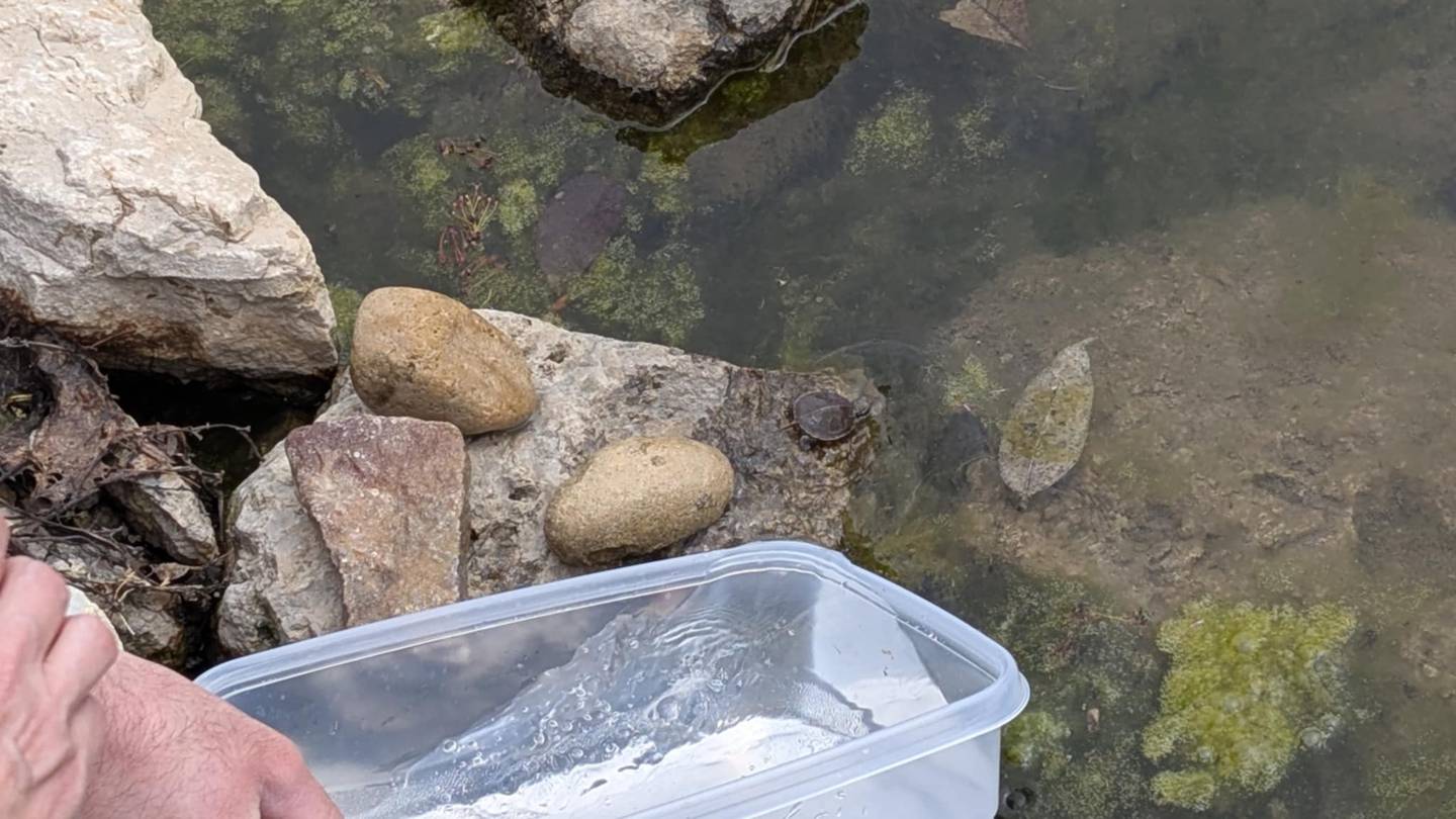 The formerly dried-out turtle is ready to swim away to its new life on Friday, April 18, 2025, in Joliet, thanks to guidance from Spizzirri Reptile Rescue & Rehabilitation in Momence.