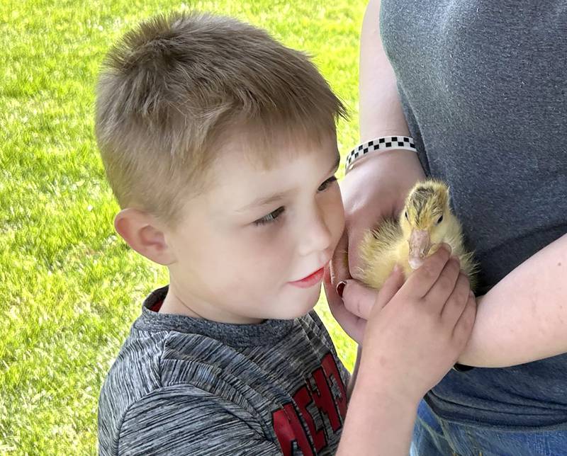 Pre-kindergartener Kandyn Larson pets a gosling held b y Oregon High School FFA student Kerrie Diaz at the FFA petting zoo on Friday, May 9, 2025.