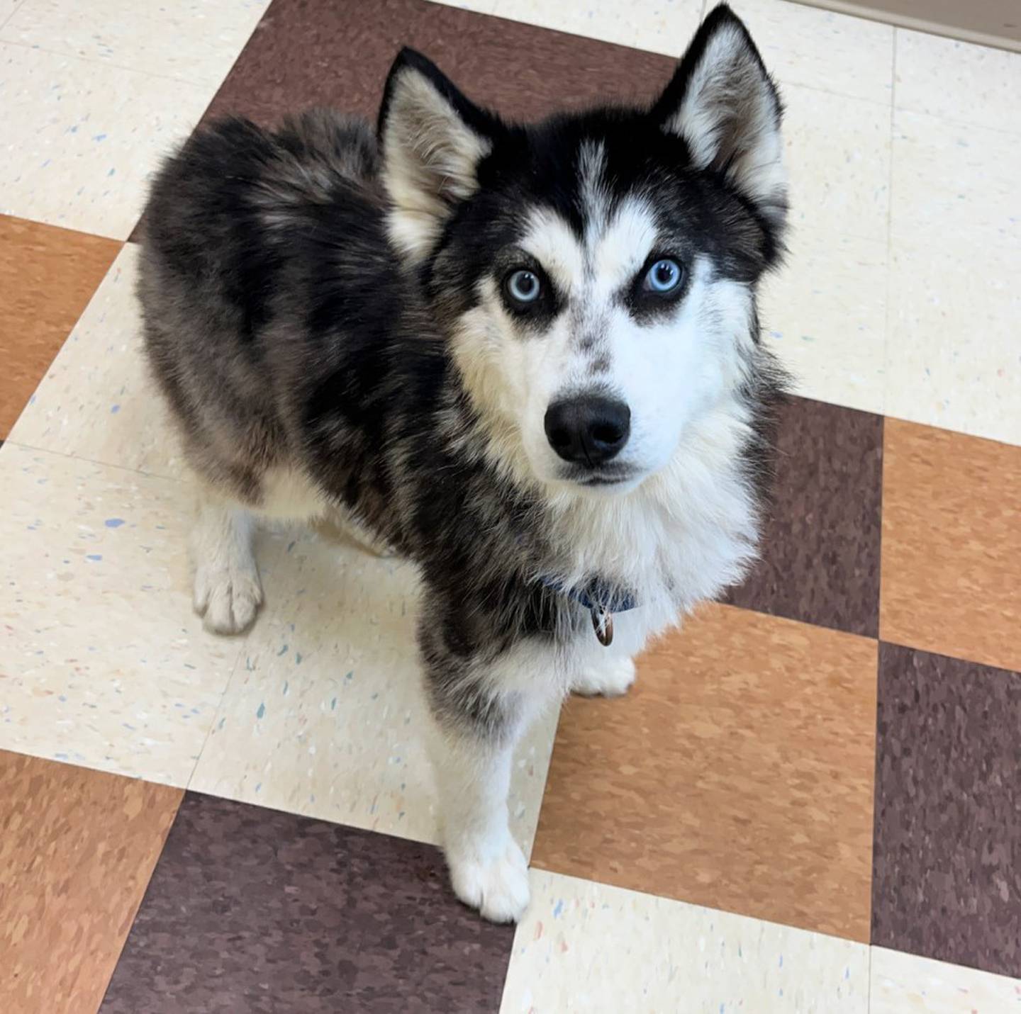 Severus is an 8-month old husky mix that does well with other dogs. Severus needs a strong leader to continue his training. He loves to play. To meet Severus, call Joliet Township Animal Control at 815-725-0333.