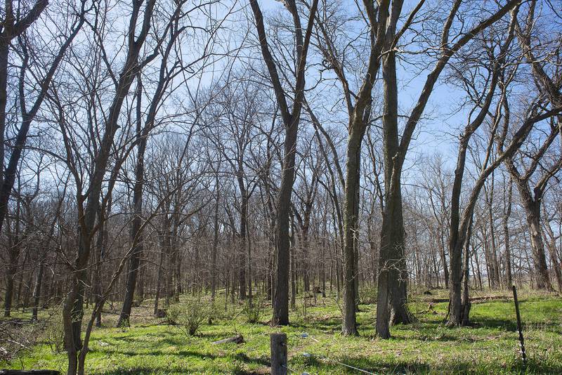 This forrest of old oak growth is what inspired the couple to name the property Kinwood Farm.