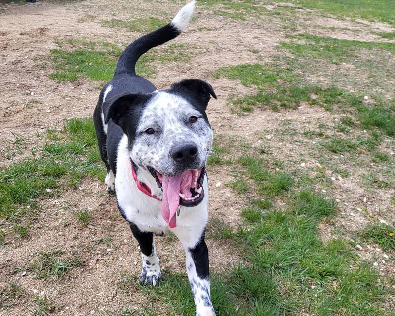 Pete is Save-A-Pet's pet of the week for July 27, 2023.