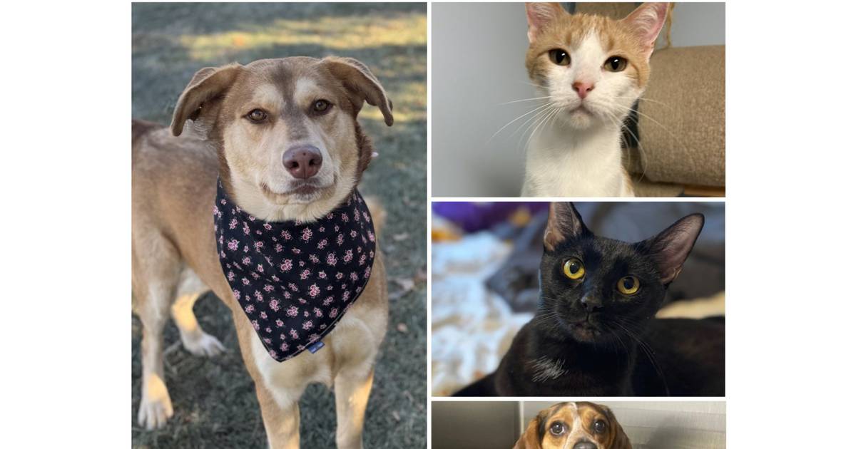Will County Pets of the Week: Jan. 5, 2026 - Shaw Local