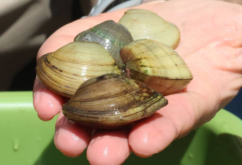 A view of musscles found in the Illinois River near Starved Rock on Wednesday, May 20, 2026, at Starved Rock Marina.