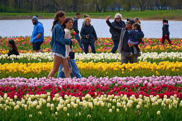 Richardson Farm Tulip Fest expected to open in late April