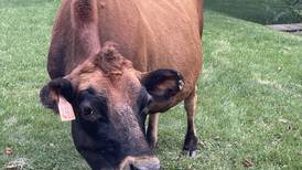 2 cows loose in Kane County re-homed after owner cited