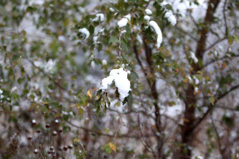 The first snow of the season rests on some leaves still on a tree at Fabyan West in Geneva on Tuesday, Nov. 15, 2022.