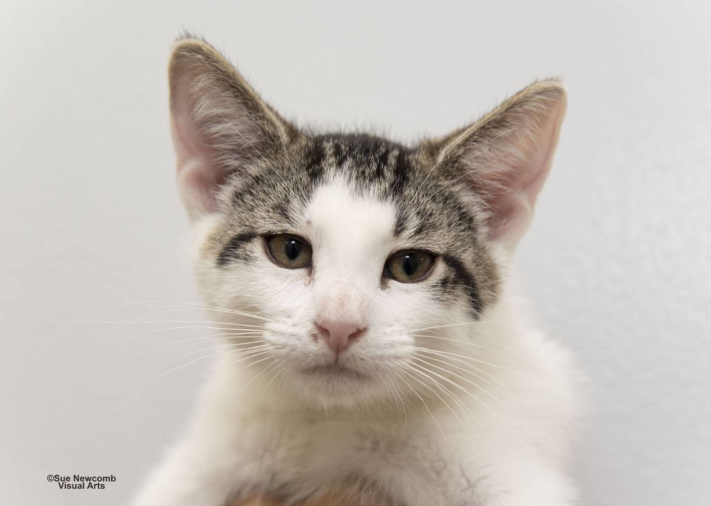 Pop Tart is a kitten who is part of a litter found outside. She and her litter mates are currently being vetted and socialized. The kittens will be adopted when they are at least 8 weeks old and cleared by the vet. The shelter is now accepting applications. Contact the Will County Humane Society at willcountyhumane.com and follow the instructions for the adoption process.