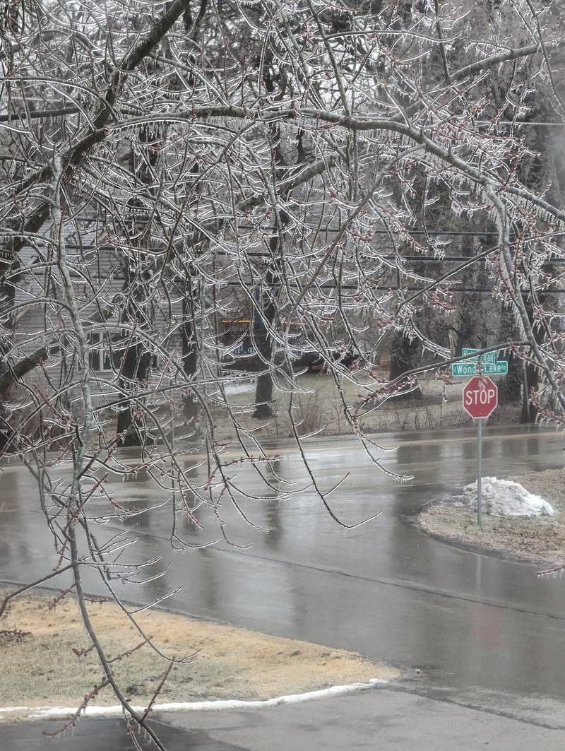 Northwest Herald reader Mike Tauler submitted this photo of an ice-covered tree in Wonder Lake from the Wednesday, Feb. 22, 2023, ice storm.
